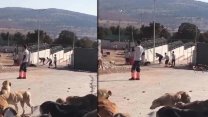 Bakan Kirişçi: Köpeklere muayene yapılacak