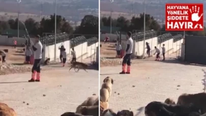 Konya'da köpek katliamı var!