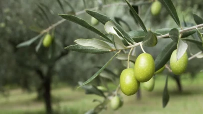 140 yıllık zeytin ağacı 8 bin dolara satışa çıkarıldı