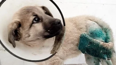 HRÜ Hayvan Hastanesi’nden Köpeklerin Uzun Kemik Kırıklarına Yeni Yaklaşım