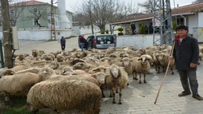 Keşan ve çevresinde yabancı çobanlar revaçta!