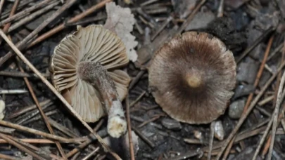 Kuşadası’nda yeni mantar türü keşfedildi: ’Inocybe Kusadasiensis’