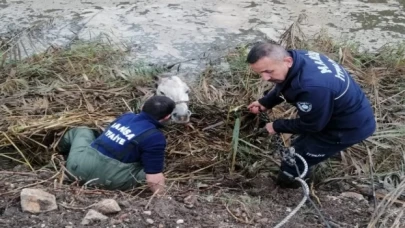 Manisa’da dereye düşen atı itfaiye kurtardı