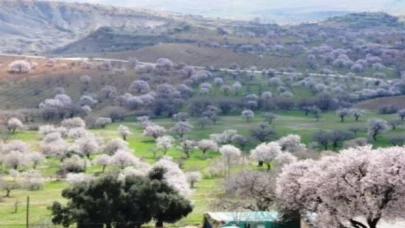 Mardin’de 48 endemik bitki var