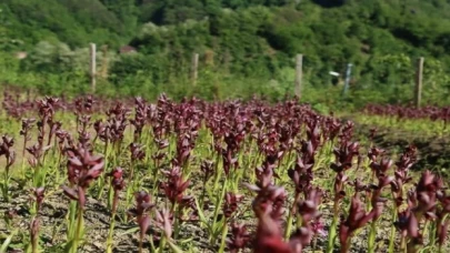 Salep üreten daha çok kazanıyor