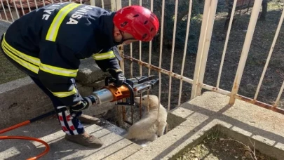 Sıkışan köpeğin imdadına itfaiye yetişti