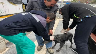 VETBÜS can dostların imdadına koşuyor