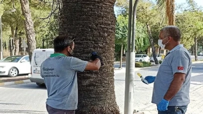 Burhaniye’de Palmiyeler Belediye Korumasında