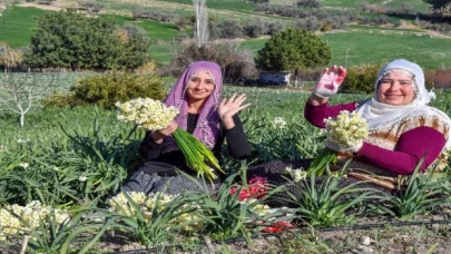 Büyükşehir’den Nergis Şenliği