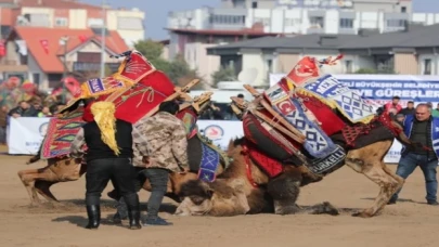 Deve güreşleri nefes kesti