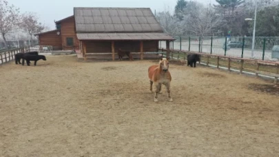 Doğu Anadolu’da tek... Ziyaretçilerin uğrak noktası oldu