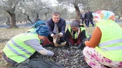 Edremit Belediyesi Son Zeytin Hasadı Yaptı