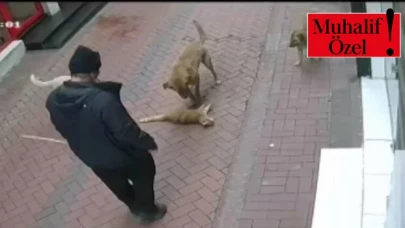 Kedi köpek katliamcısı zihinsel engelli Ahmet K.