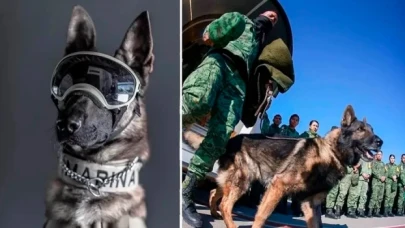 Arama-kurtarma çalışmaları için dünyanın öte ucu Meksika'dan gelen köpek Proteo'yu kaybettik