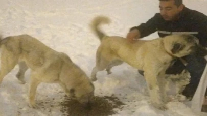 Karaman Belediyesi Sokak Hayvanlarını Yine Unutmadı