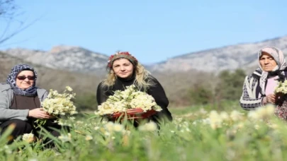 Nergis üreticinin yüzleri güldürdü