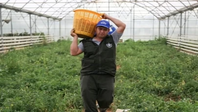 Aydın Büyükşehir Belediyesi Bu Yıl da Ata Tohumlarından Sebze Hasadına Başladı