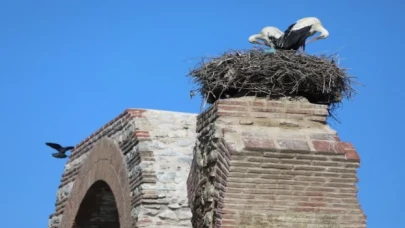 Baharın müjdecileri Efes Selçuk semalarında