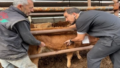 Deprem bölgesinde şap tehlikesi