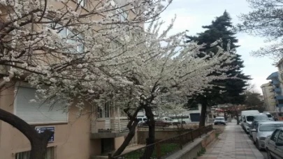 Doğa ana uyandı... Afyon’a bahar geldi