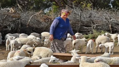 İzmir Büyükşehir keçi sütünü 17 lira koyun sütünü 21 liradan alacak Mera İzmir bu yıl da umut olmaya devam edecek