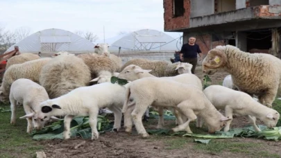 İzmit’te hibe hayvanlar yavrulamaya başladı