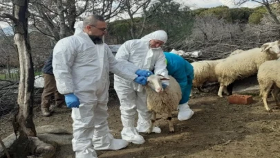 İzmit’teki küçükbaş hibelere ’şap’ ertelemesi