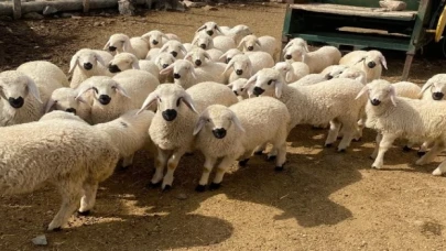 Kayseri’de meralar şenlendi