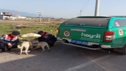 Sinop’ta afet bölgesindeki hayvanlara Jandarma’dan mama desteği