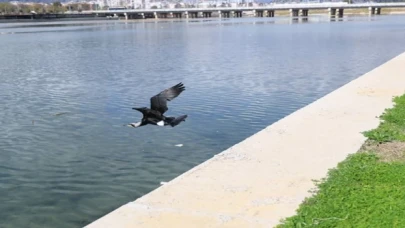 Tedavi edilen Karabatak Boğaçayı’na salındı