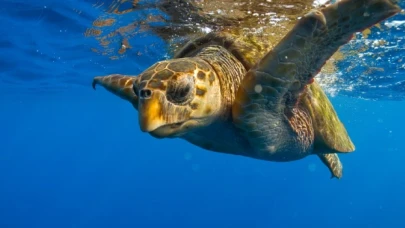 Uydu takibinde izlenen caretta caretta, 20 bin kilometre yol gitti