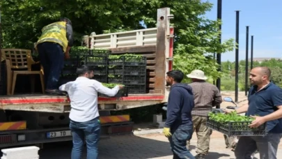 Büyükşehir’den vatandaşlara isot fidesi