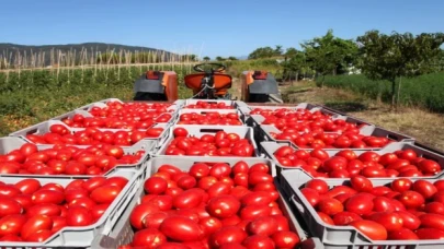 Rusya’ya domates ihracatında kota 500 bin tona çıkarıldı