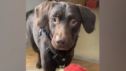 Sahibinin içkilerini içip alkolik olan köpek, yoksunluk krizleri sonrası tedavi altına alındı