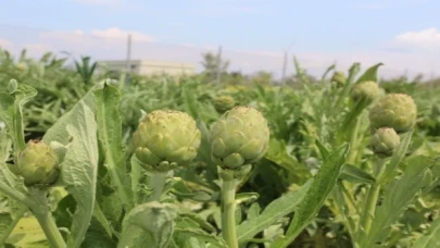 Urla’da ’Enginar Günleri’ hazırlığı