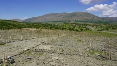 Diyarbakır Kulp’da  400 dut fidanı dikildi