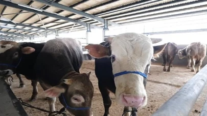 İnegöl Hayvan Pazarına Kurbanlıklar Gelmeye Başladı