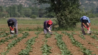 Konya Şeker 166 milyon TL avans ödeme yapacak