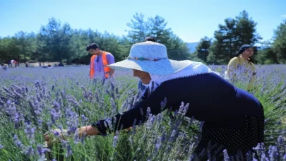 Muğla’da lavanta kokulu hazırlık