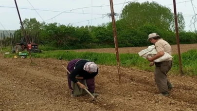 Pazaryeri Boncuk Fasulyesi tohumları toprakla buluştu