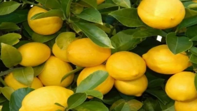 Üretici ile market arasındaki fiyat farkına ’limon’ sıkıldı! Limon yüzde 573,6 fark gördü