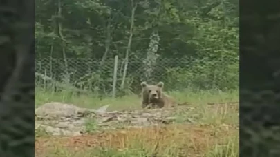 Bilecik’te ayılar bu kez beslenirken görüldü