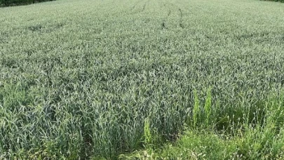 Büyükşehir’in hibe ettiği ata tohumları boy verdi