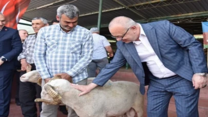 Damızlık koçlar yetiştiricilere teslim ediliyor