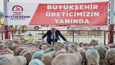 Hayvancılığa damızlık koç desteği