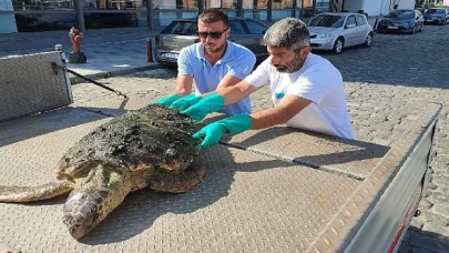 Körfez’de yaralı “Caretta Caretta” bulundu