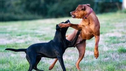 Mısır'da 16 köpek ırkının sahiplendirilmesi yasaklandı