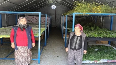 Muğla Büyükşehir’in Desteklediği İpekböcekçiliği Üretiminde Yüzler Gülüyor