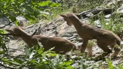 Öksüz kalan yavru yaban keçilerine ’süt anne’ şefkati