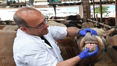 Osmangazi’de yaşına girmemiş ve gebe hayvanların satışına izin verilmiyor